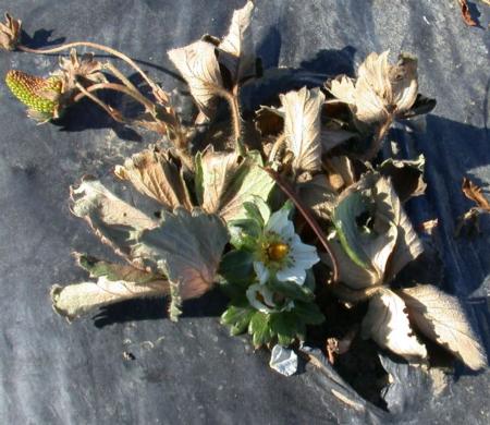 Fig 1. Strawberry injury by spray solution (9% by volume) of fatty acid herbicide 'Suprpress' (top) compared to untreated San Andreas strawberry plant (below)