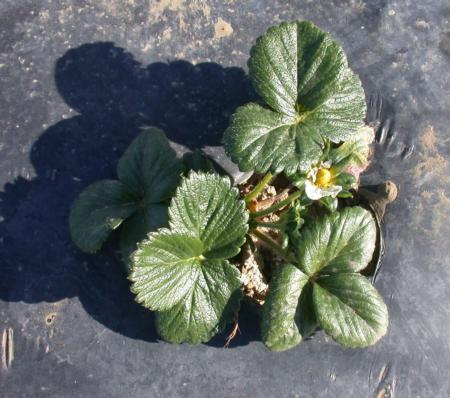 Untreated San Andreas strawberry plant