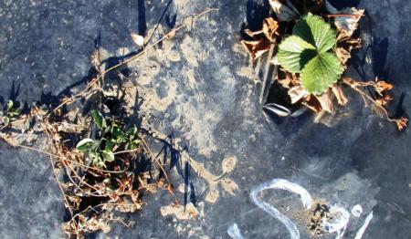 Fig 2. Both strawberry and bindweed regrow in 3-4 weeks following 'Suppress' fatty acid herbicide application.