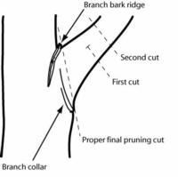 pruning cut diagram