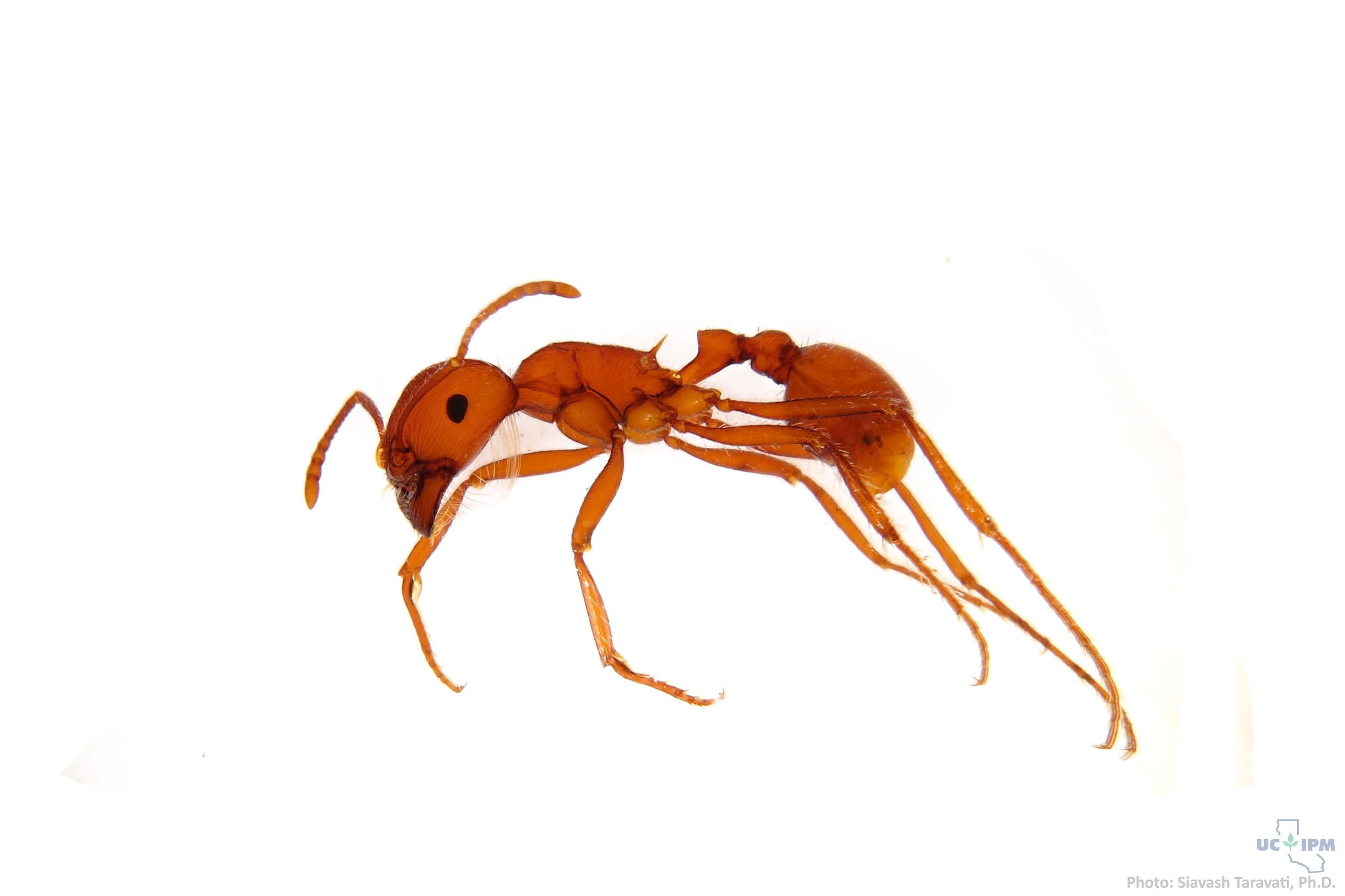 A harvester ant - Pogonomyrmex sp.
