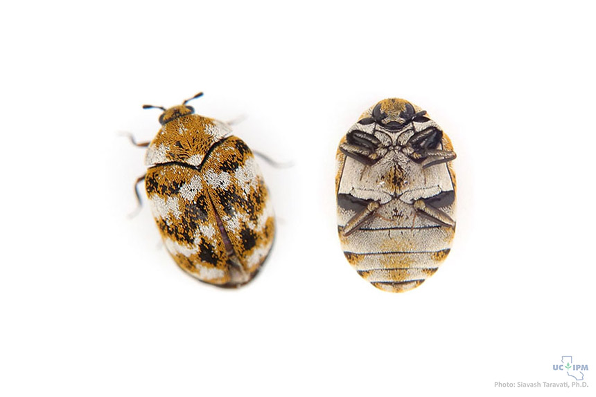 Varied carpet beetle - Anthrenus verbasci