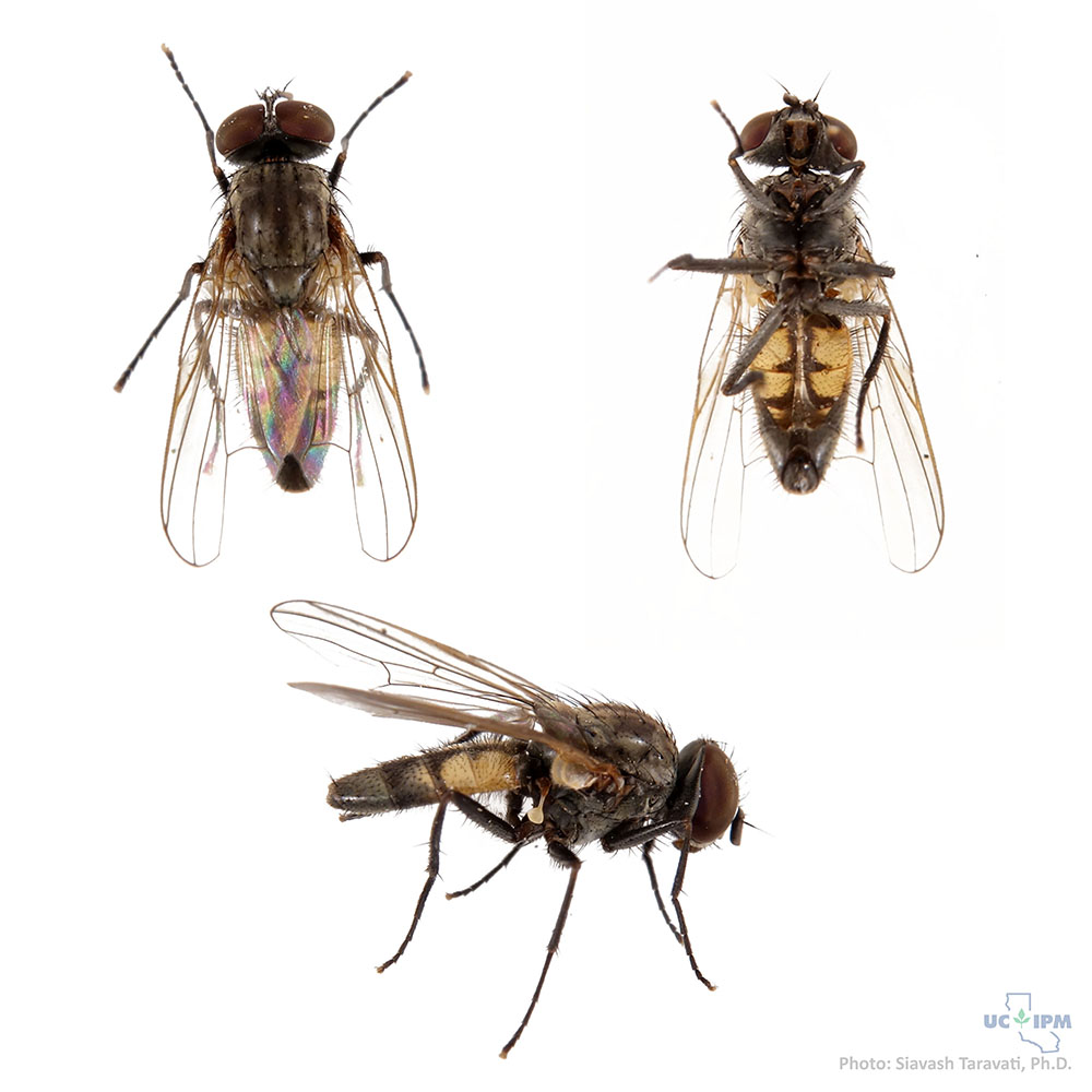 Little house fly - Fannia canicularis