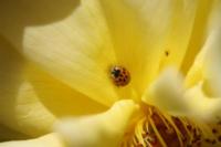 Lady Beetle on Rose