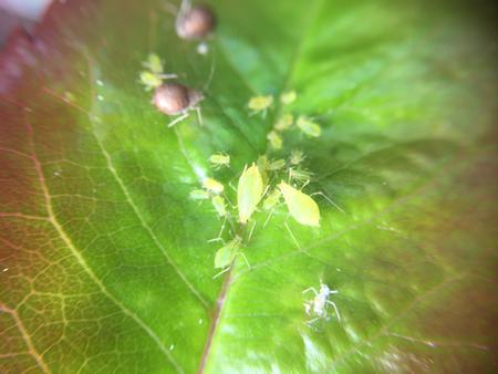 aphids on leaf. jennifer baumbach
