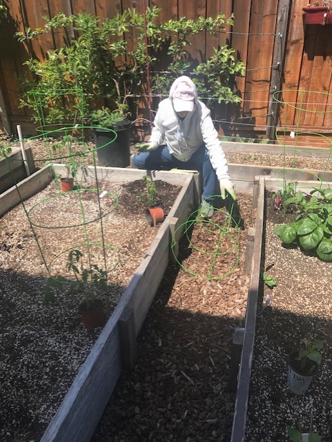 kathy planting tomatoes