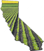 Beet production in California