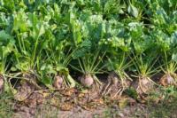 sugar beets in soil