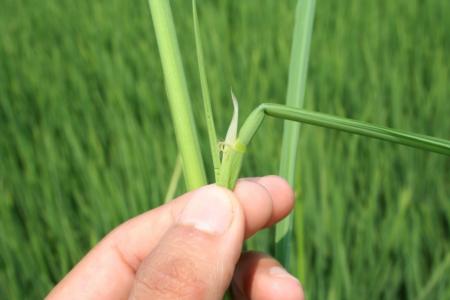 Red rice ligule (photo credit: Luis Espino and Larry Strand, UCCE)
