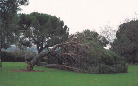 Italian stone pine trunk failure
