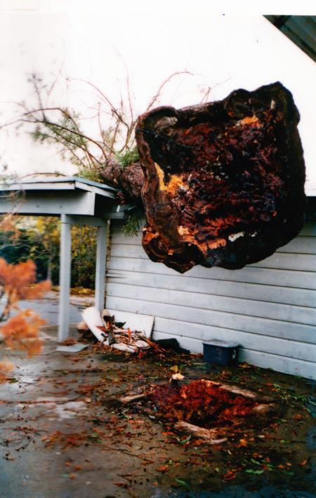 coast redwood root failure - unusual circumstances