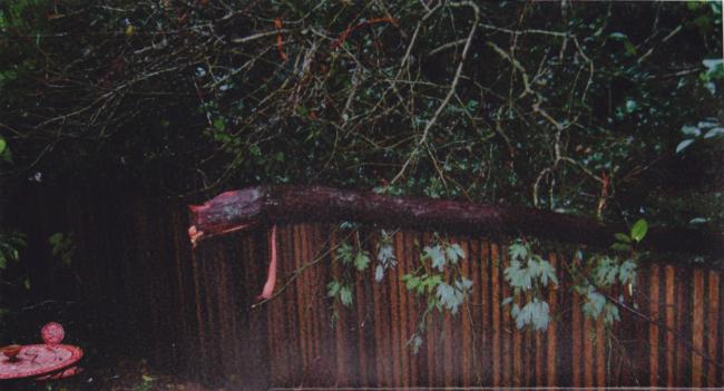 coast redwood branch failure at attachment