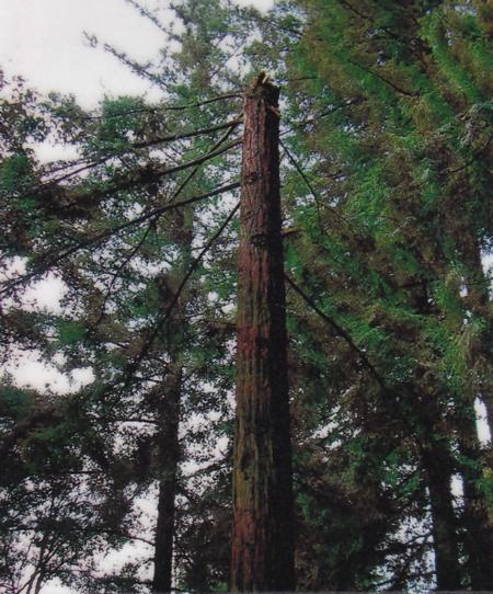 coast redwood trunk failure