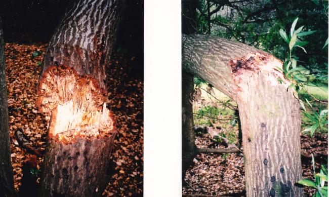 coast live oak trunk failures associated with Sudden Oak Death