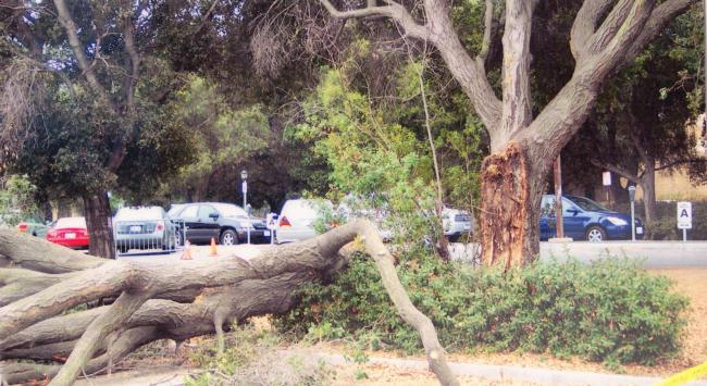 coast live oak trunk failure