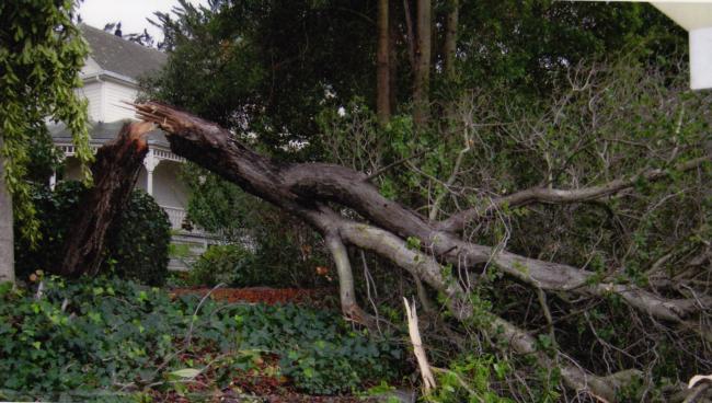 coast live oak trunk failure