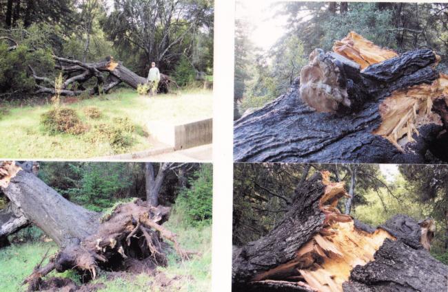 coast live oak root failure