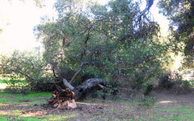coast live oak root failure