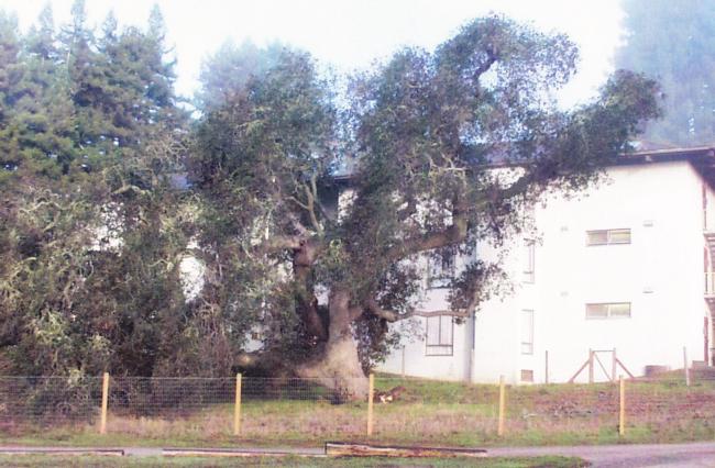 coast live oak root failure