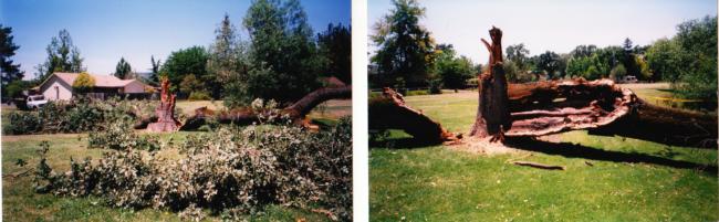 valley oak trunk failure