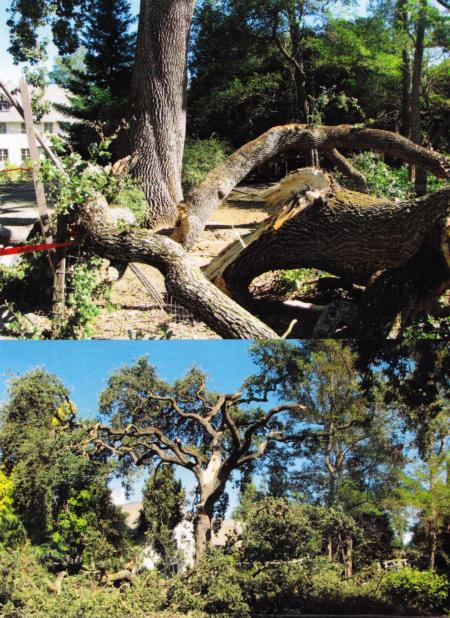 valley oak branch failure