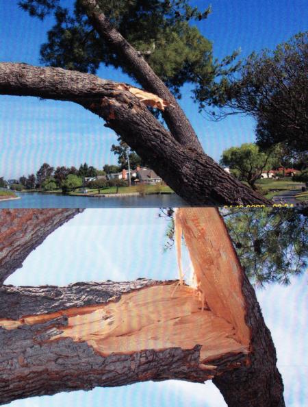 Aleppo pine trunk failure