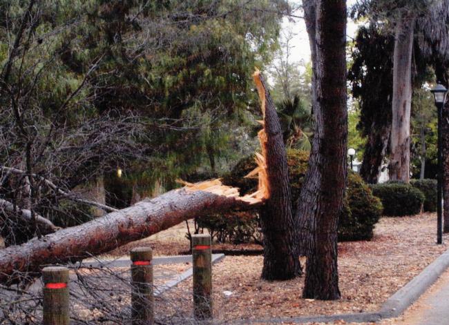 Aleppo pine trunk failure