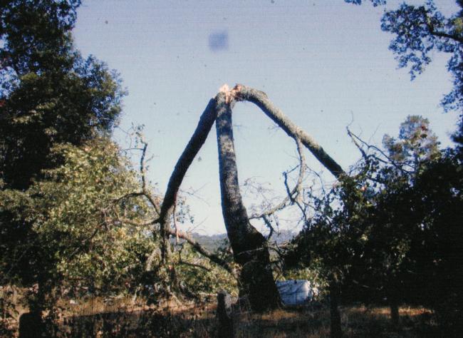 black oak high codominant trunk failure