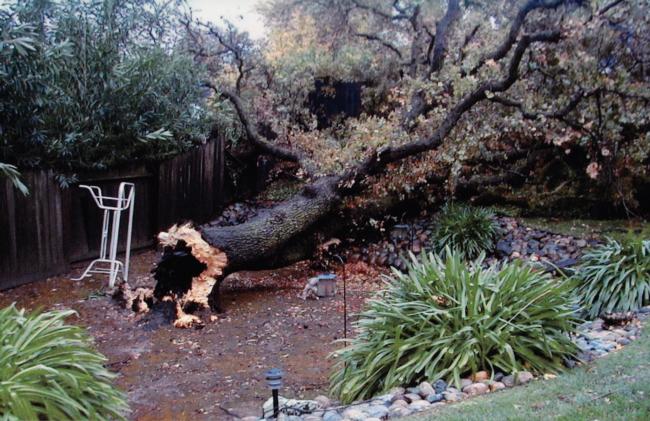black oak trunk failure at ground level
