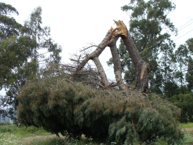 Italian stone pine trunk failure