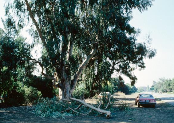 blue gum branch failure