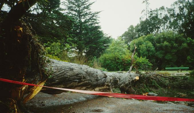 Monterey cypress root failure