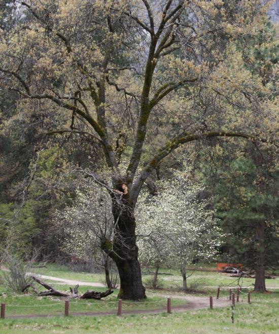 California black oak branch failure