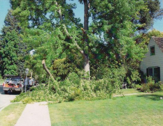 American sweet gum branch failure