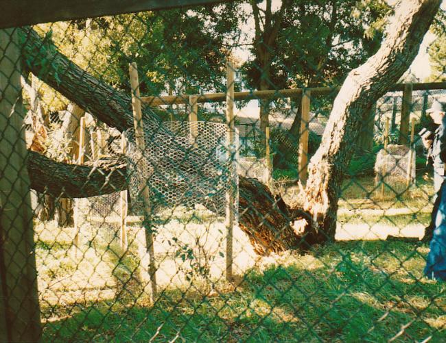 Blackwood acacia trunk failure