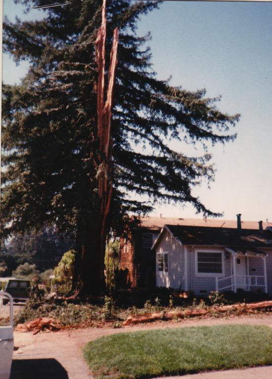 9/17/89 redwood hit by lightning