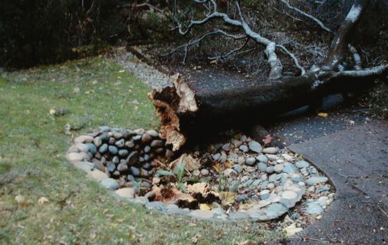 interior live oak root failure