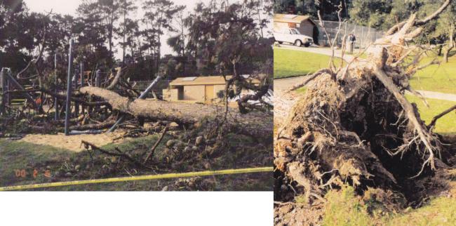 Monterey pine root failure