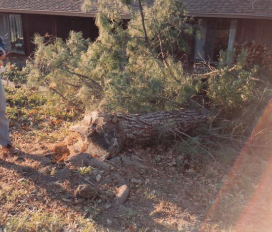 Monterey pine trunk failure at ground level