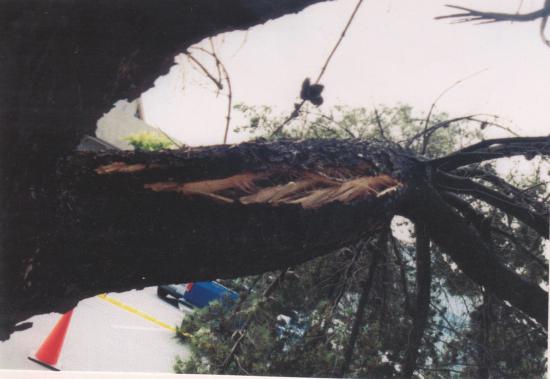 Monterey pine branch failure