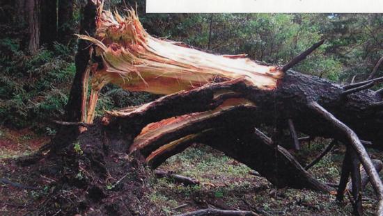 Douglas fir trunk failure