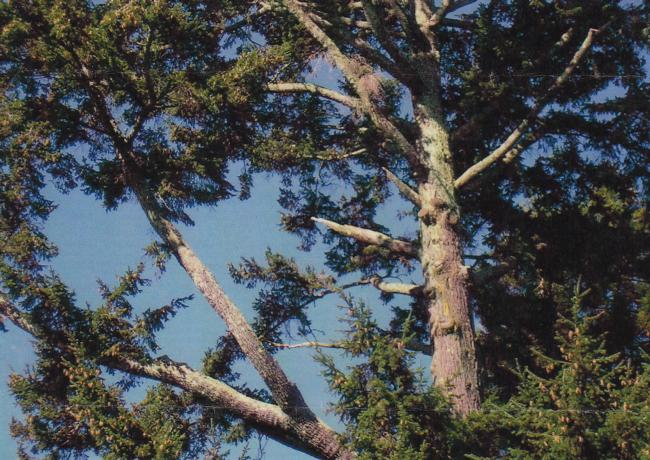 Douglas fir branch failure
