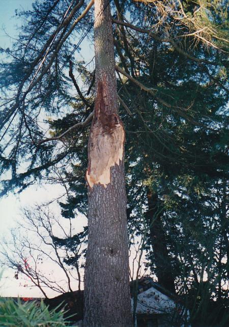 deodar cedar high codominant trunk failure