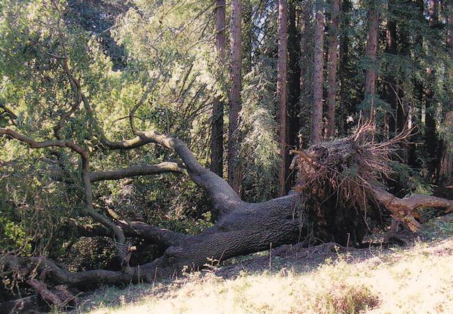 California bay root failure