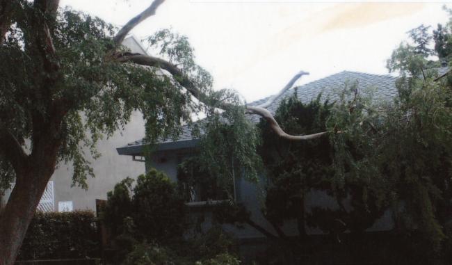 Evergreen elm branch failure