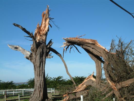 Monterey cypress trunk failure