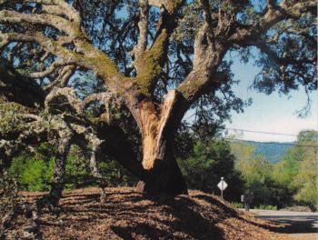 Quercus douglasii (blue oak) trunk failure. There are 45 reports for this species in the database. Photo: J. McClenahan