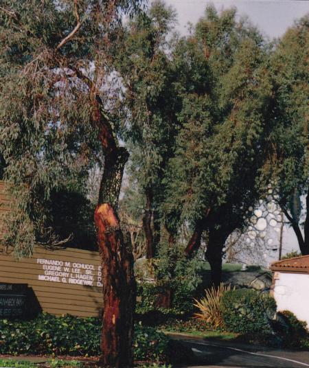 red iron bark trunk failure
