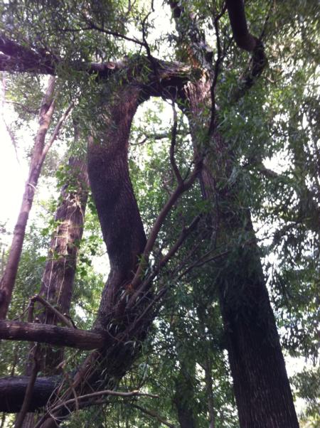blackwood acacia trunk failure