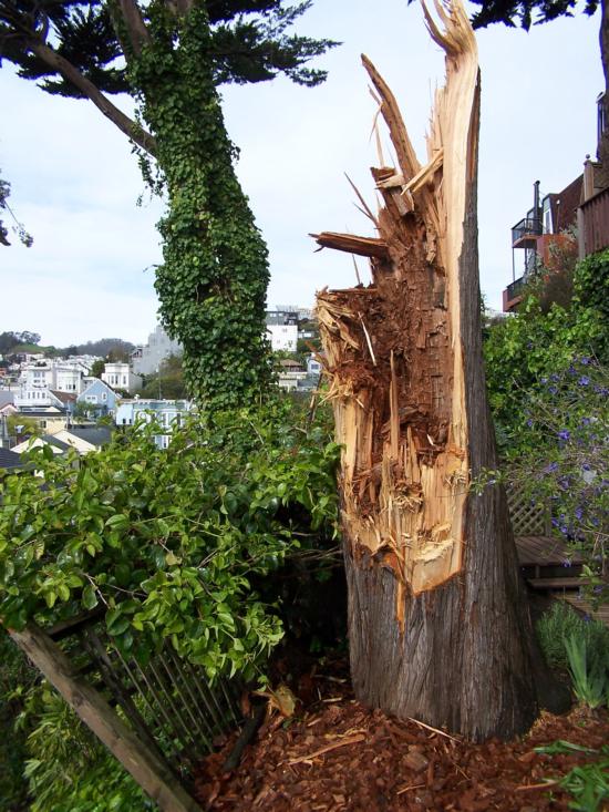 Monterey cypress trunk failure